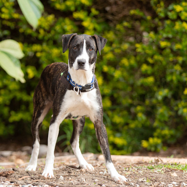 Photo of Juno 