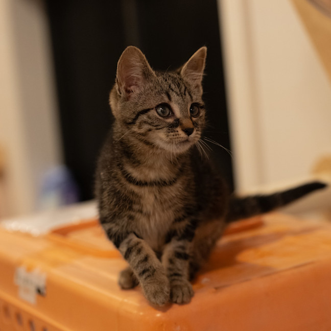 Photo of Momo