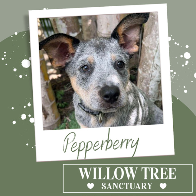 Photo of Pepperberry 