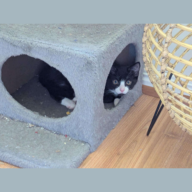 Photo of Willow (K41)