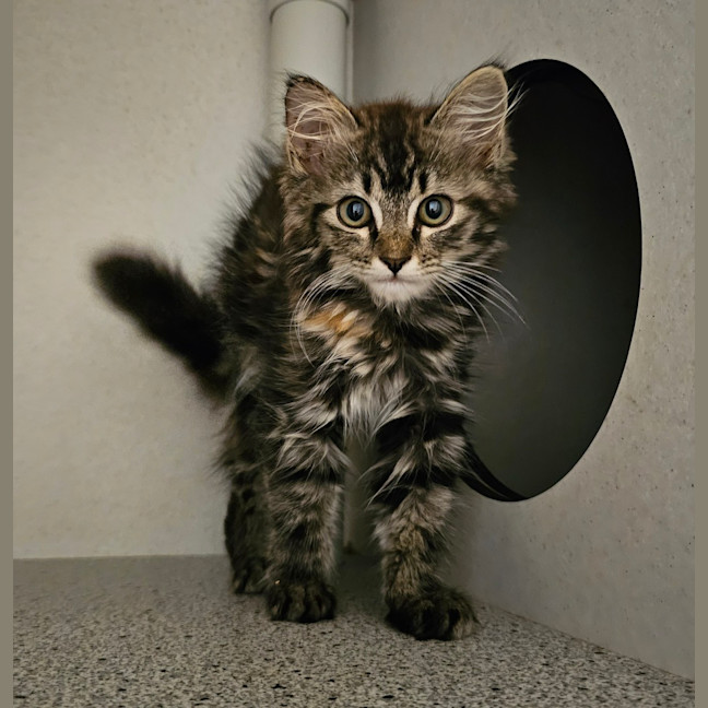 Photo of Luna
