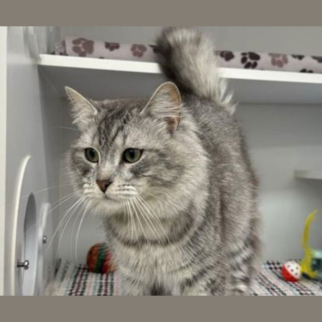 Photo of Nimbus