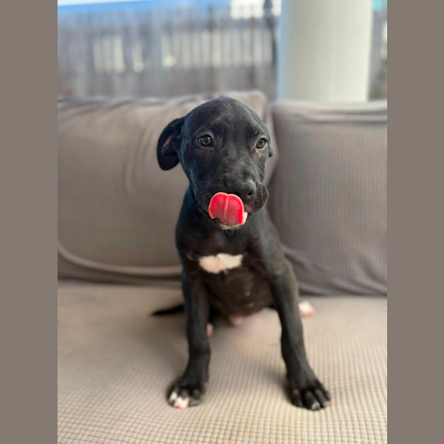 Photo of Kuro