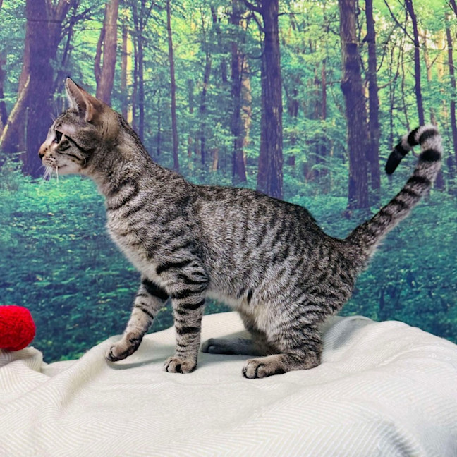 Photo of Dodge   Located In Templestowe