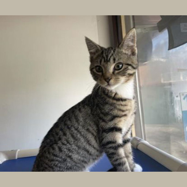 Photo of Simba
