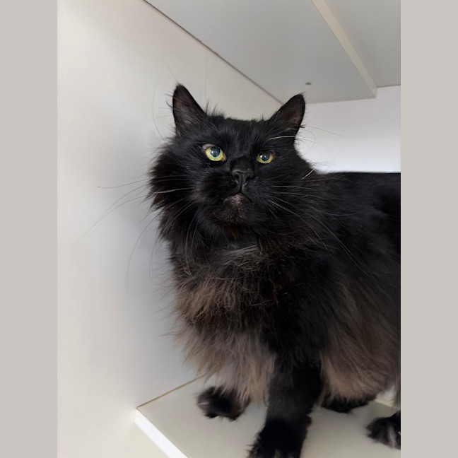 Photo of Percival