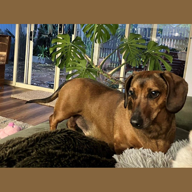 Photo of Frankie Silvanus