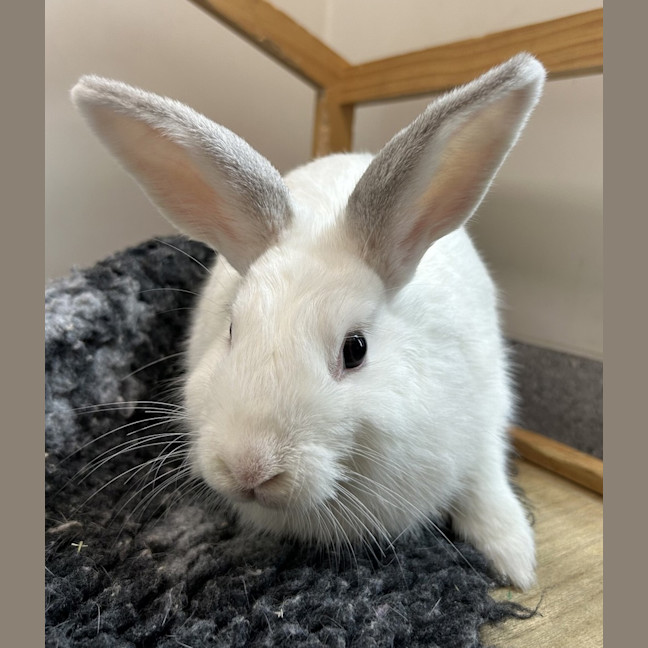 Photo of Cashew