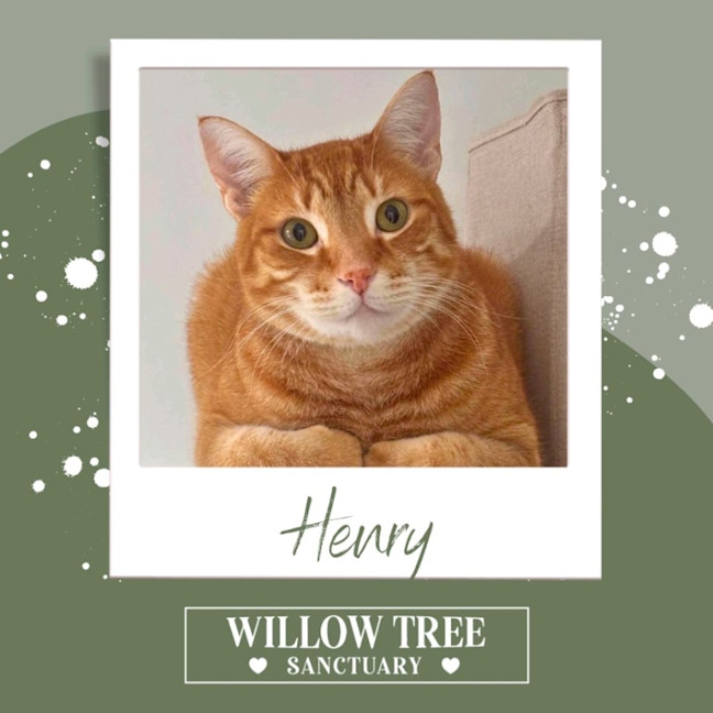 Photo of Henry