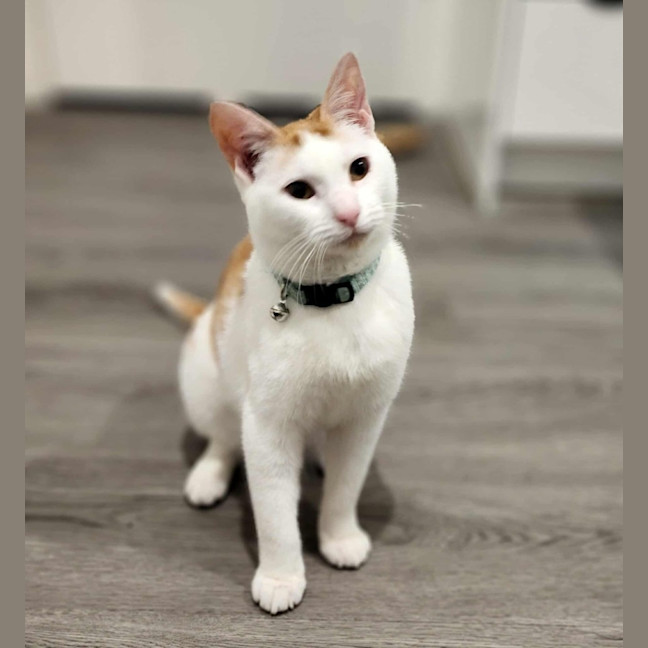 Photo of Cherry   In Foster In Ivanhoe