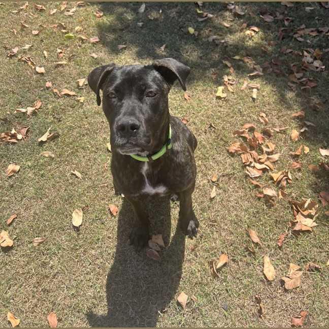 Photo of Lexi *$150 Adoption Fee*