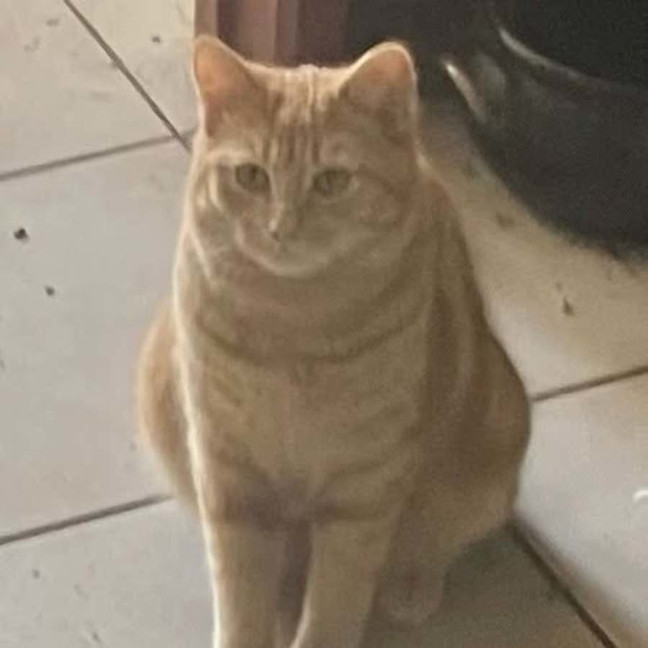 Photo of Ginge