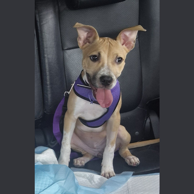 Photo of Piper