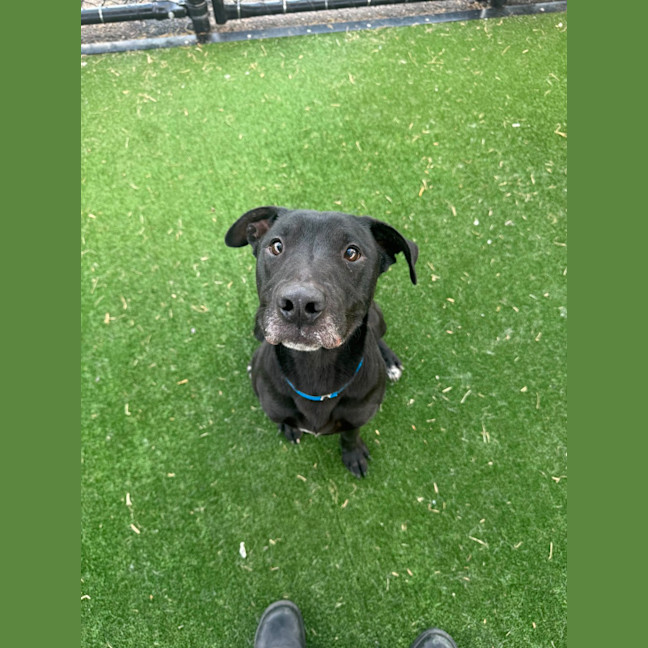 Photo of Flint Imp 7