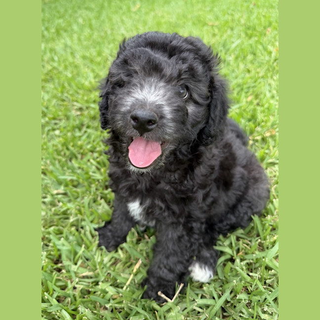 Photo of Baxter
