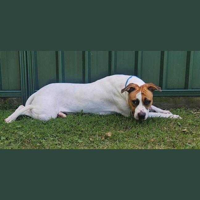 Photo of Luna