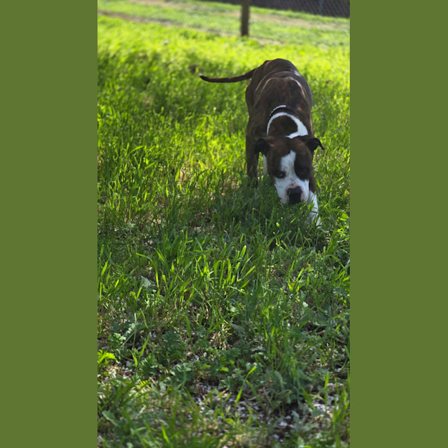Photo of Tank