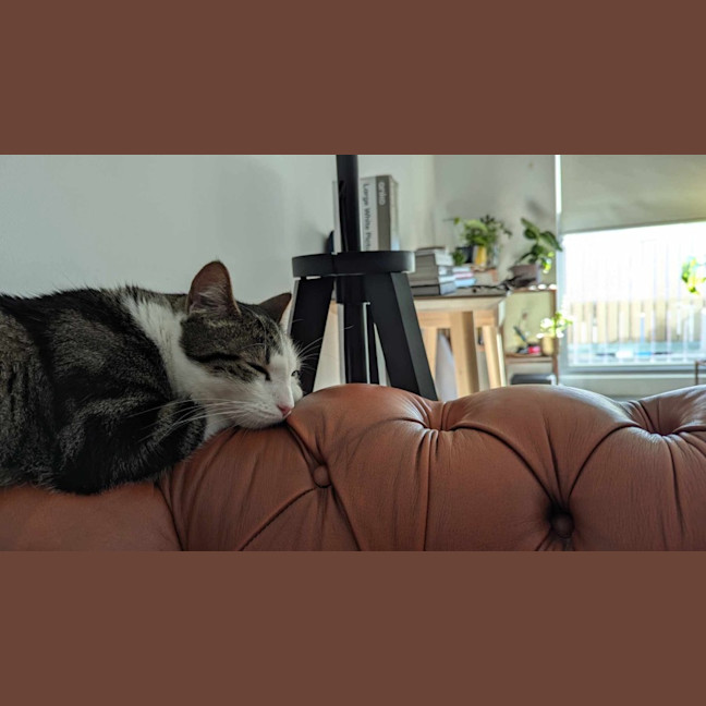 Photo of 🤠 Bandit 🤠