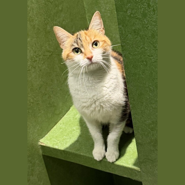 Photo of Honey