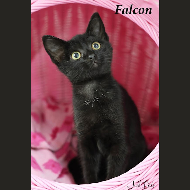 Photo of Falcon   Burnie