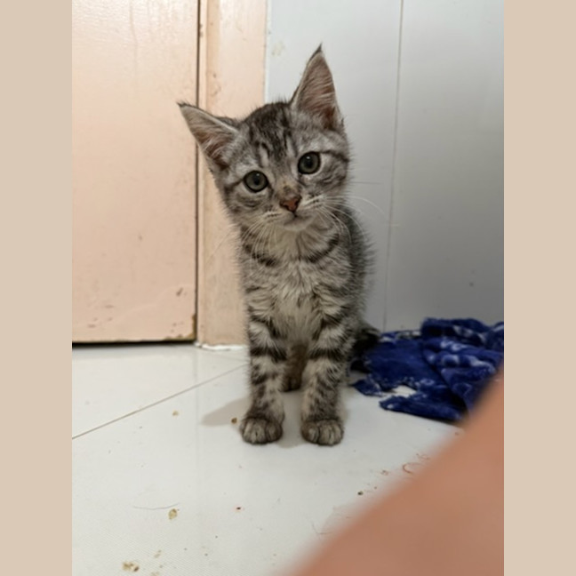 Photo of Cookie