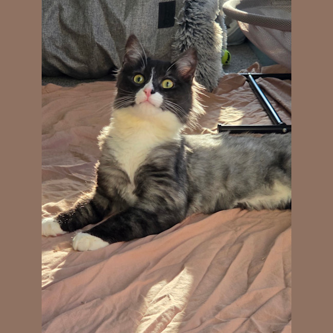 Photo of Cassiopeia (Was Truffle)