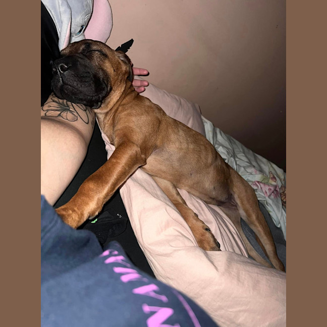 Photo of Vega (Was Nova)