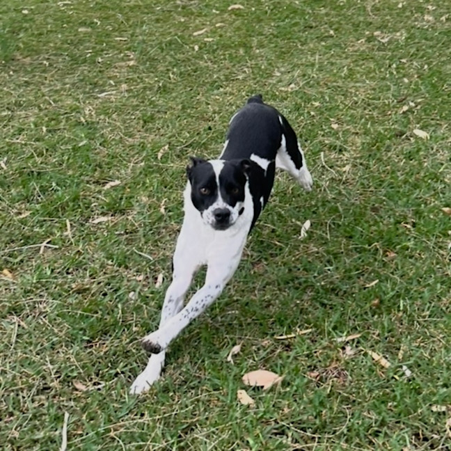 Photo of Loki   Assisted Rehome 🎾