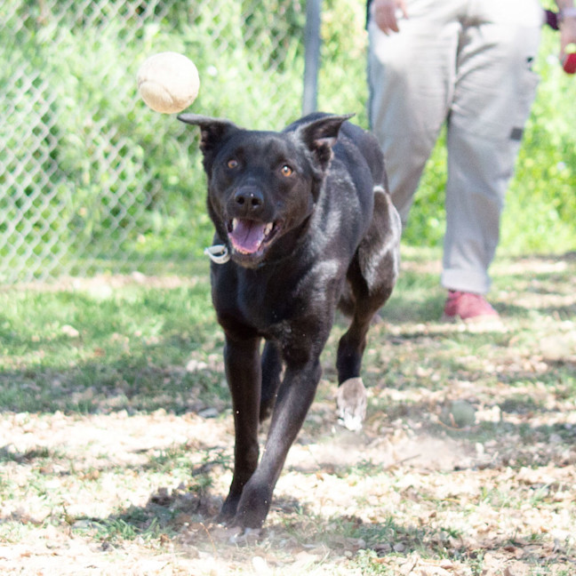Photo of Hunter