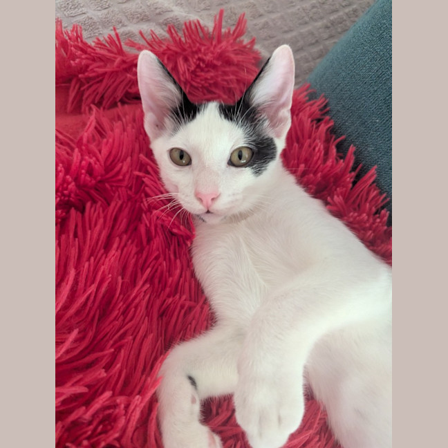 Photo of Ferris