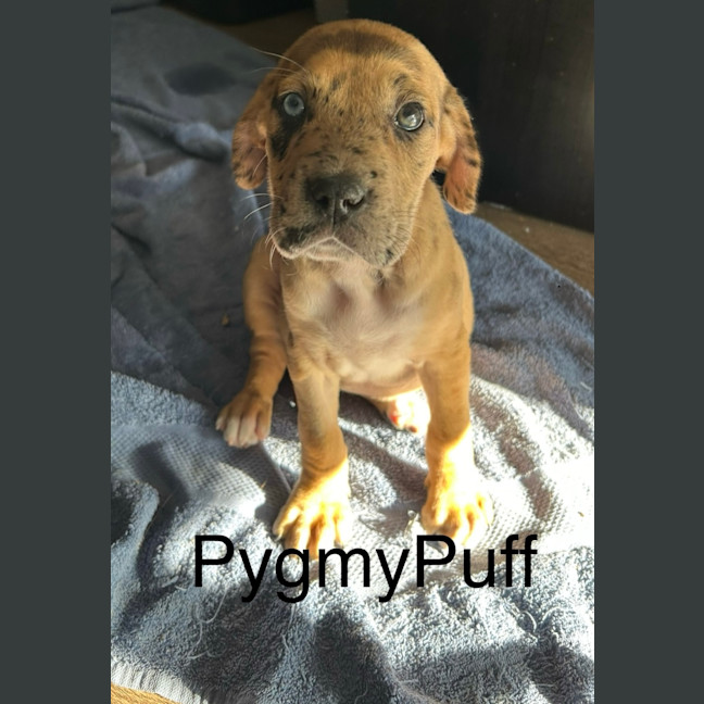 Photo of ⚡ Potter's Pals Litter ⚡ 