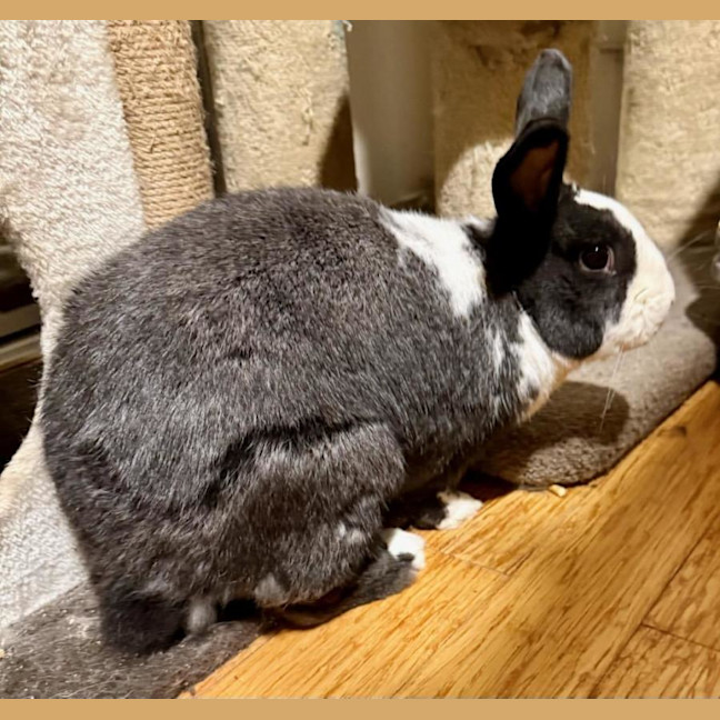 Photo of Fantastic Ori