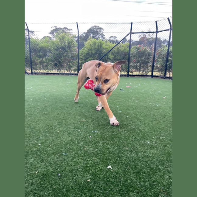 Photo of Beatrix Imp 1481