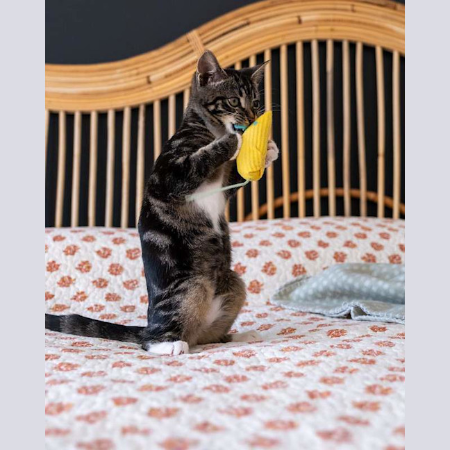 Photo of Maple