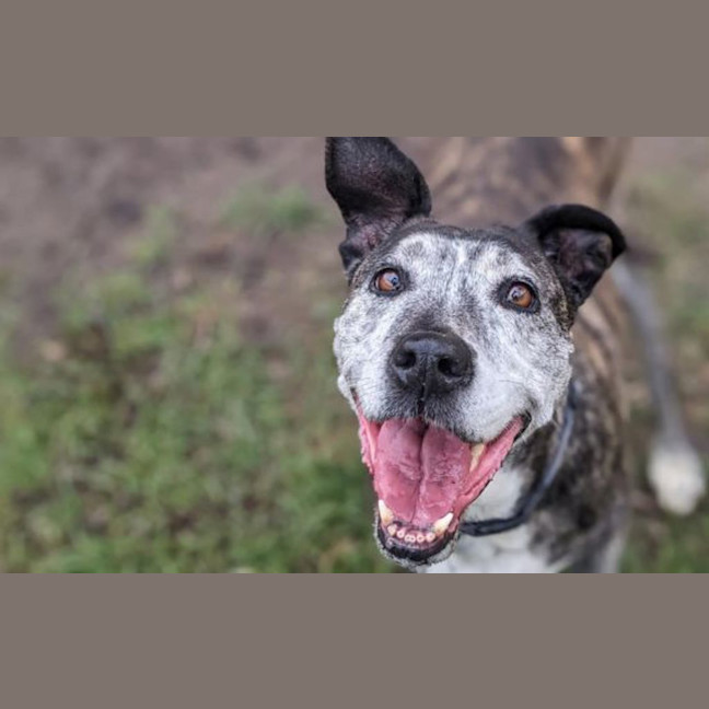 Photo of Joy