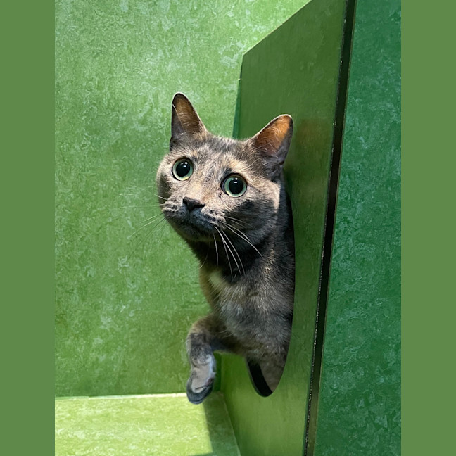 Photo of Meepy 