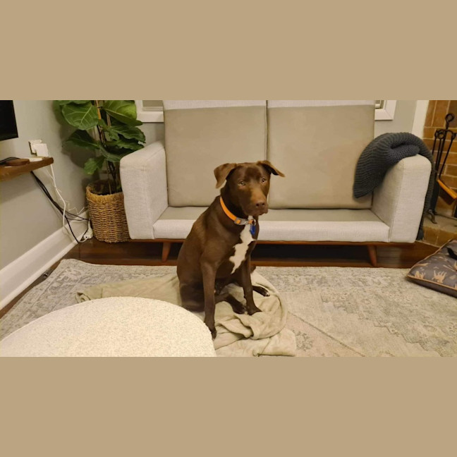 Photo of Ripley   16 Month Old Labrador X (Trial)