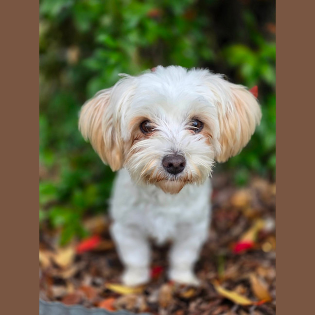 Photo of Daisy