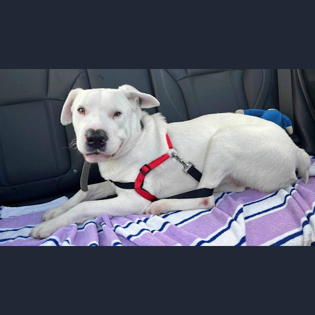 Photo of Phoenix