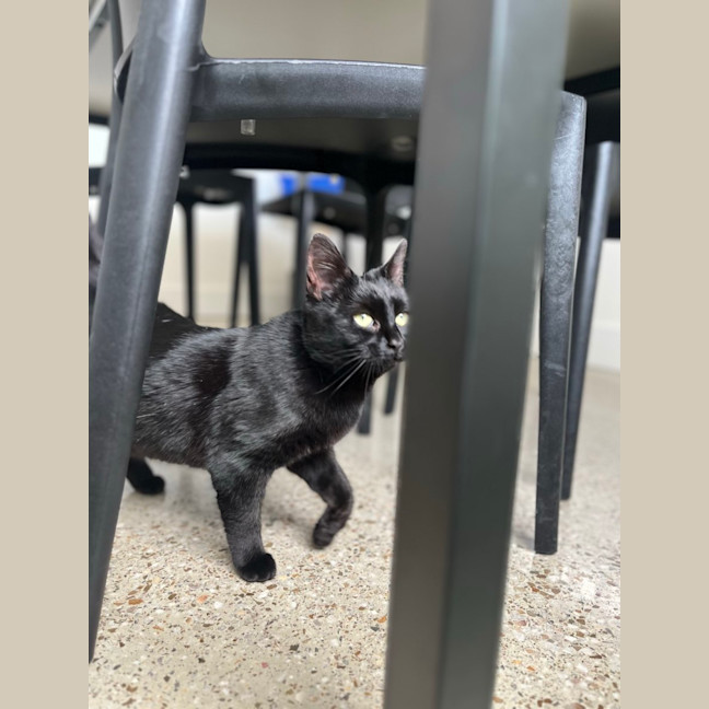Photo of Kiwi