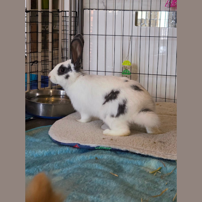 Photo of Chester