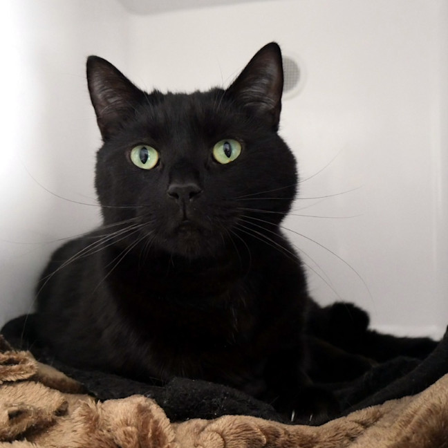 Photo of Blacky Sua015755