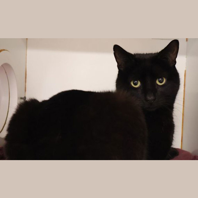 Photo of Brutus