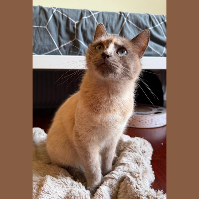 Photo of Bluebelle 