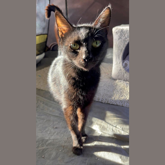 Photo of Bellatrix 