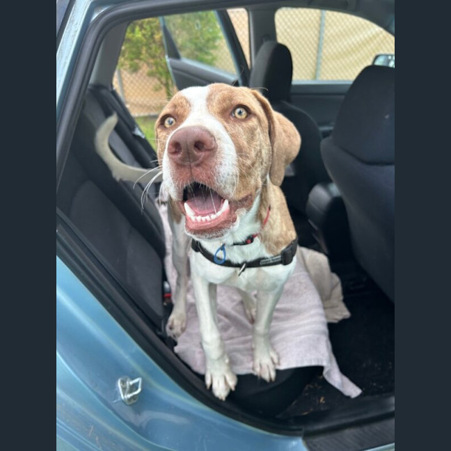 Photo of Rover