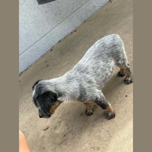 Photo of Ashy
