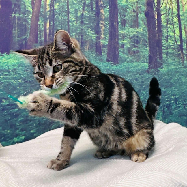 Photo of Stewie   Located In Keilor