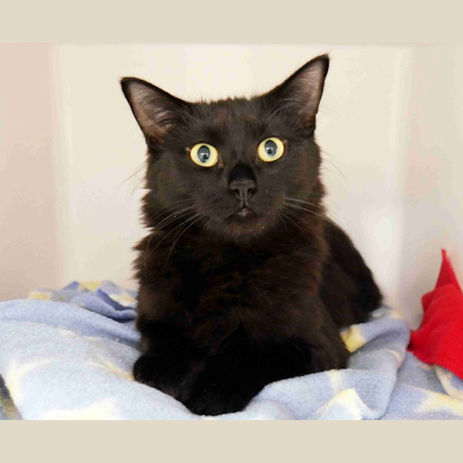 Photo of Pugsley Suk014699 & Wednesday Suk014701
