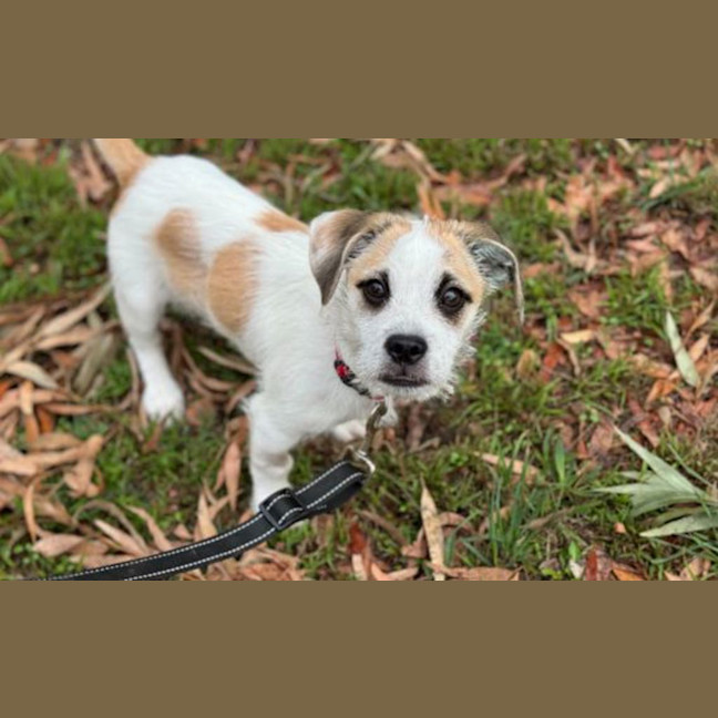Photo of Arlo